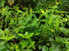 Hypericum sampsonii