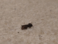 Oligia latruncula