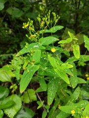 Hypericum sampsonii