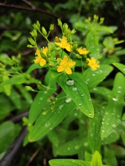 Hypericum sampsonii