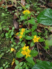Lysimachia congestiflora