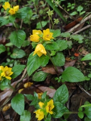 Lysimachia congestiflora