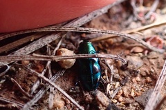 Chrysobothris lucana