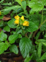 Lysimachia congestiflora