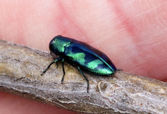Chrysobothris lucana