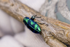 Chrysobothris lucana