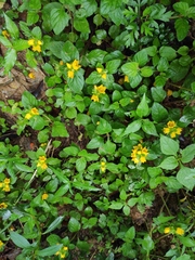 Lysimachia congestiflora