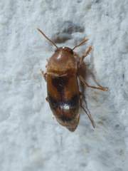 Diclidia
