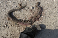 Macrovipera lebetinus schweizeri