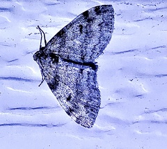 Lobophora