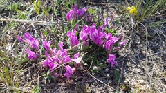 Oxytropis triphylla
