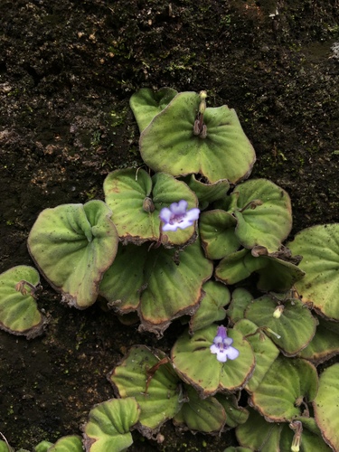 Streptocarpus perrieri