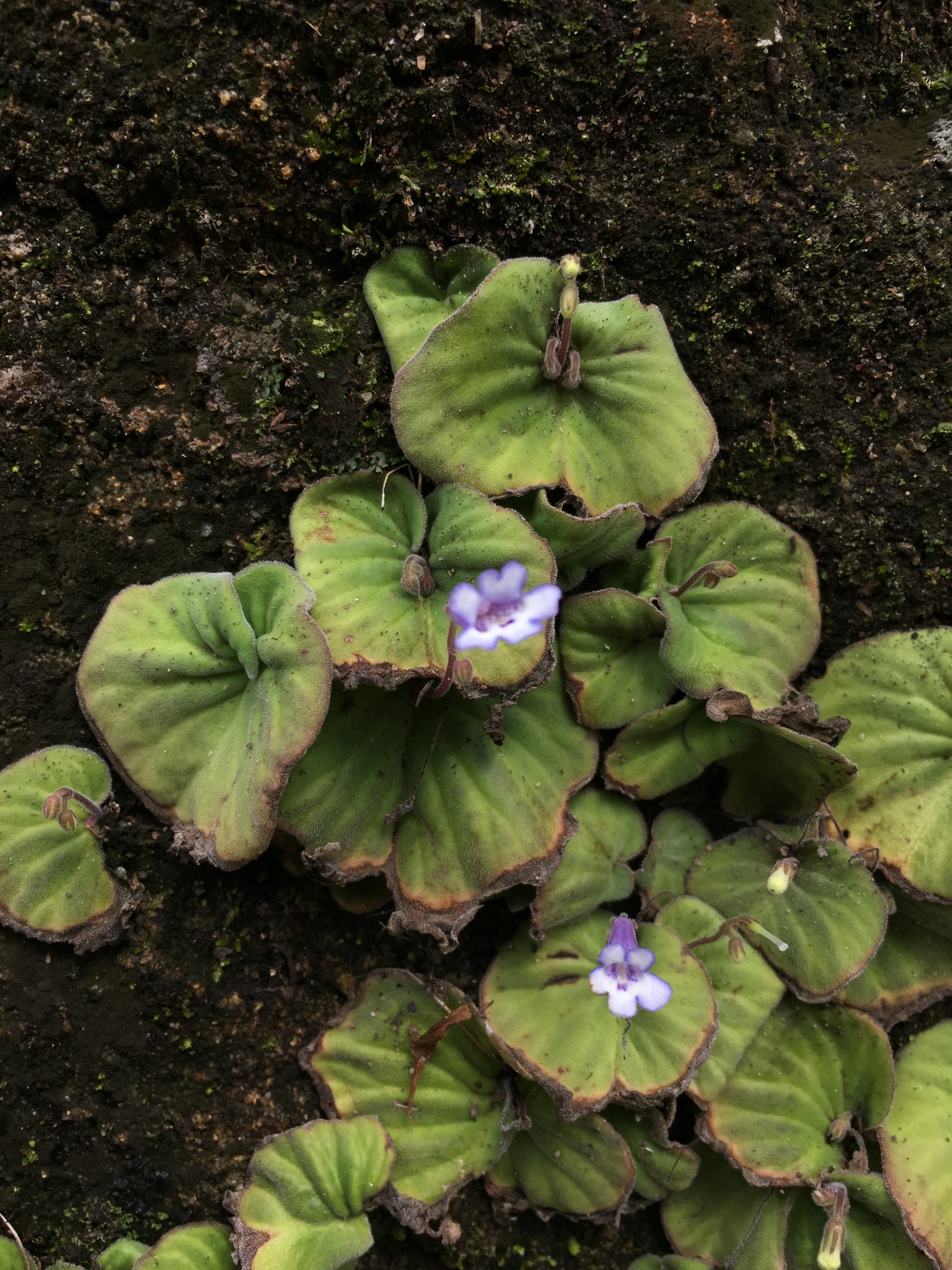Streptocarpus perrieri