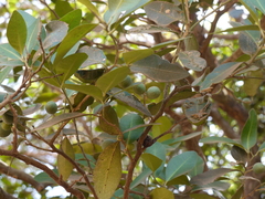 Atalantia racemosa