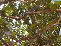 Atalantia racemosa