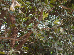 Atalantia racemosa