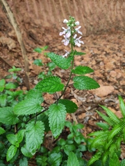 Stachys geobombycis