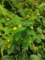 Hypericum sampsonii