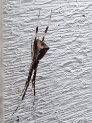 Episinus angulatus
