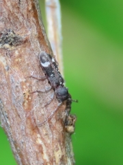 Psenocerus supernotatus