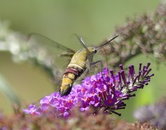 Cephonodes australis