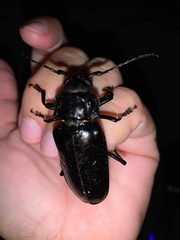 Archodontes melanopus