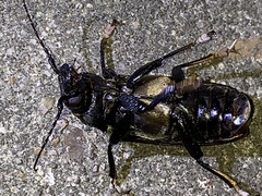 Archodontes melanopus