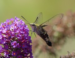 Cephonodes australis