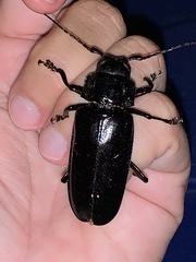 Archodontes melanopus
