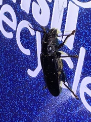 Archodontes melanopus