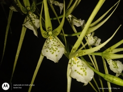 Brassia verrucosa
