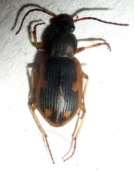 Chlaenius signatus