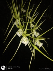 Brassia verrucosa