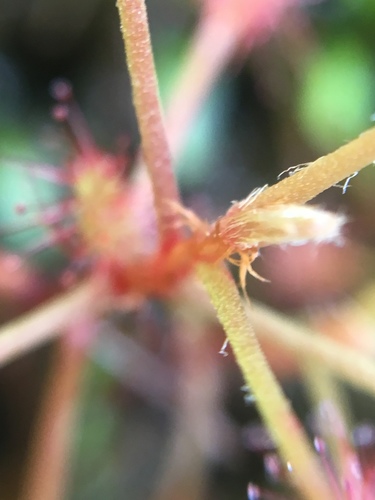 Drosera madagascariensis image