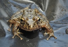 Craugastor aurilegulus