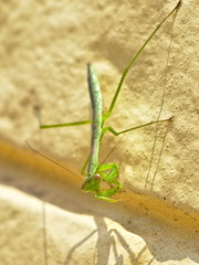 Tenodera sinensis