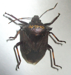 Glypsus conspicuus