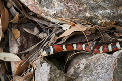 Lampropeltis knoblochi