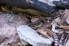 Lampropeltis knoblochi