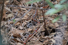 Lampropeltis knoblochi