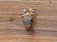 Pseudotephritis vau