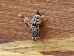 Pseudotephritis vau