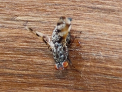 Pseudotephritis vau