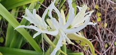 Nerine bowdenii