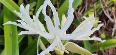 Nerine bowdenii