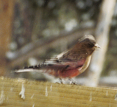 Leucosticte australis