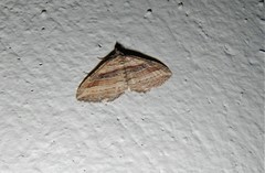Costaconvexa polygrammata