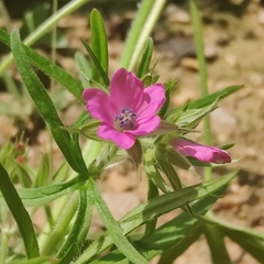 Geranium columbinum