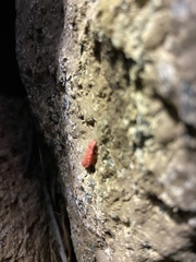 Microphotus angustus