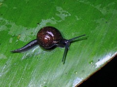 Helicarion permolle